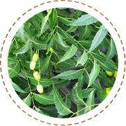 Neem Patra